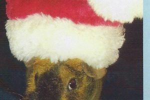 skinny-pig-santa