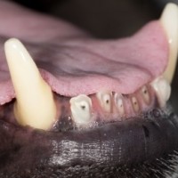 What to Do If Your Dog'S Teeth Are Worn Down  