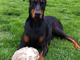 xena-doberman