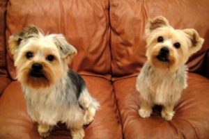 yorkies